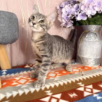 Hagrid -  Domestic Short Hair Cat for Adoption in Long Beach, Mississippi - Hagrid | PetCurious