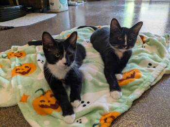 Zag / Zoom -  Domestic Short Hair Cat for Adoption in Minneapolis, Minnesota - Zag / Zoom | PetCurious