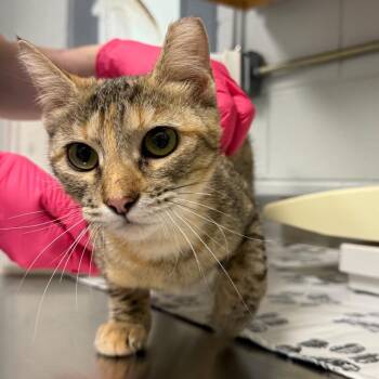Lily -  Domestic Short Hair Cat for Adoption in Greenville, South Carolina - Lily | PetCurious