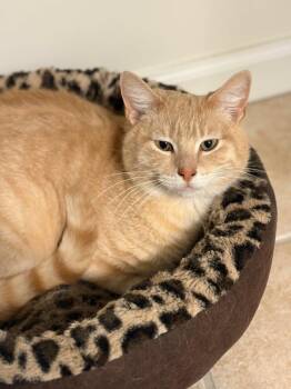 Domestic Short Hair Cats Available for Adoption - Patrick | PetCurious