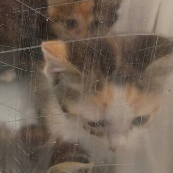 Bat -  Domestic Short Hair Cat for Adoption in Columbus, Georgia - Bat | PetCurious
