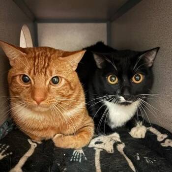 Mickey & Oliver -  Domestic Short Hair Cat for Adoption in Grass Valley, California - Mickey & Oliver | PetCurious