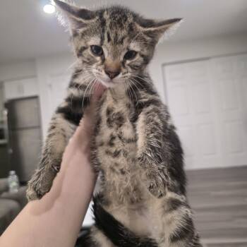 Ginny -  Domestic Short Hair and Torbie Cat for Adoption in Mastic, New York - Ginny | PetCurious