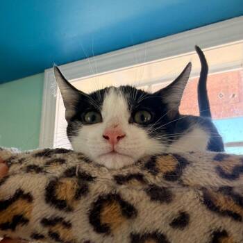 Crockett -  Domestic Short Hair Cat for Adoption in West Point, Mississippi - Crockett | PetCurious