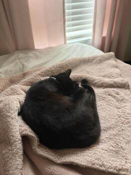 Domestic Short Hair Cats Available for Adoption - Nyx | PetCurious