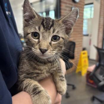 Count -  Domestic Short Hair Cat for Adoption in Allentown, Pennsylvania - Count | PetCurious