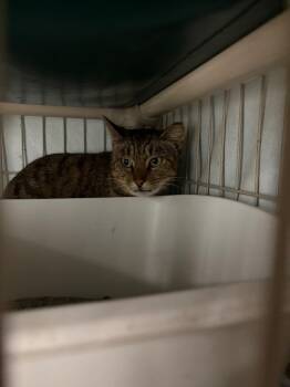 Twilla -  Domestic Short Hair Cat for Adoption in Hartford City, Indiana - Twilla | PetCurious