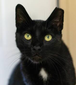 Leonard -  Domestic Short Hair Cat for Adoption in Pontiac, Michigan - Leonard | PetCurious