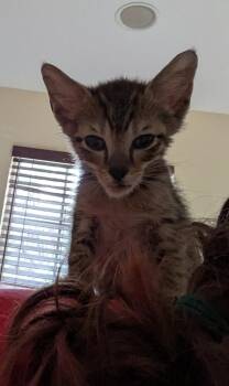 Banshee -  American Shorthair Cat for Adoption in Fort Walton Beach, Florida - Banshee | PetCurious
