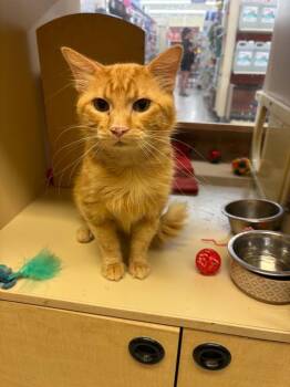 Thor -  Domestic Medium Hair Cat for Adoption in Bossier City, Louisiana - Thor | PetCurious