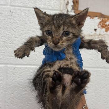 Jose -  Domestic Short Hair Cat for Adoption in Edinburg, Texas - Jose | PetCurious