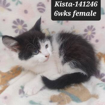 Domestic Short Hair Cats Available for Adoption in New Tazewell, Tennessee - Kista | PetCurious