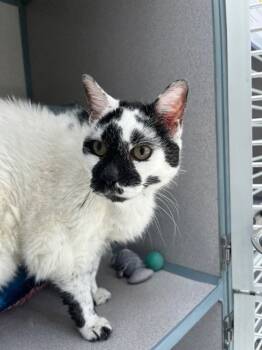 Rescue Domestic Medium Hair Cats for Adoption in Montgomery, New Jersey - Yuki | PetCurious