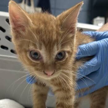 Kuzco -  Domestic Short Hair Cat for Adoption in Providence, Rhode Island - Kuzco | PetCurious