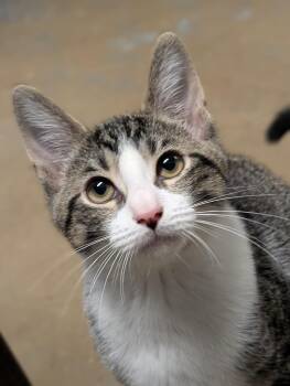 Tucker -  Domestic Short Hair Cat for Adoption in Tilton, Illinois - Tucker | PetCurious