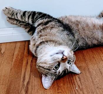 Tabby Cats Available for Adoption in San Juan Capistrano, California - Toffee | PetCurious