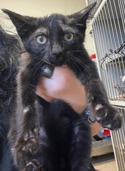 Rescue Domestic Short Hair Cats for Adoption in Tulare, California - Green Day | PetCurious