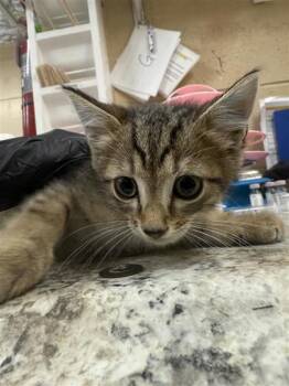Aster -  Domestic Short Hair Cat for Adoption in Largo, Florida - Aster | PetCurious
