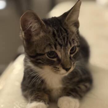 Lil Socks -  American Shorthair Cat for Adoption in Helena, Alabama - Lil Socks | PetCurious
