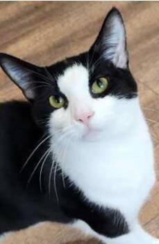 Domestic Short Hair Cats Available for Adoption in Fairfax, Virginia - Finnegan | PetCurious