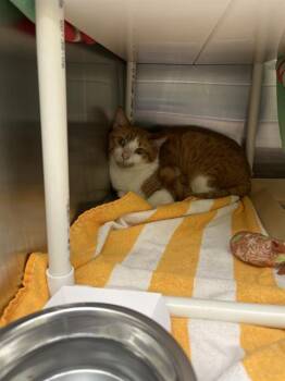 SIMBA -  Domestic Short Hair Cat for Adoption in Omaha, Nebraska - SIMBA | PetCurious