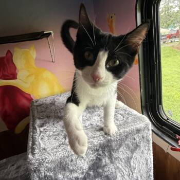 Beans -  Tuxedo Cat for Adoption in Avondale, Pennsylvania - Beans | PetCurious