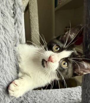 Meeko -  Tuxedo and Domestic Short Hair Cat for Adoption in Georgetown, Kentucky - Meeko | PetCurious
