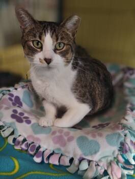 Rescue Domestic Short Hair Cats for Adoption in Hamilton, Ohio - Normeow Bates | PetCurious