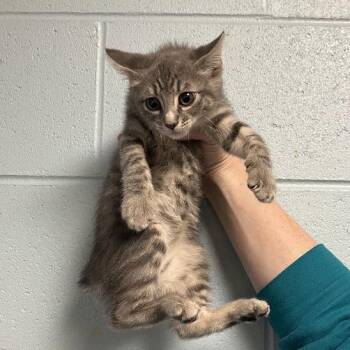 Domestic Short Hair Cats Available for Adoption in Dekalb, Illinois - Ruby | PetCurious