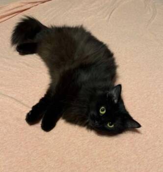 Domestic Medium Hair Cats Available for Adoption - Dusty Bunny | PetCurious