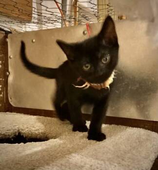 Tokyo -  Domestic Short Hair Cat for Adoption in Lawrenceville, Georgia - Tokyo | PetCurious