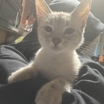 Rescue Siamese Cats for Adoption in Fresno, California - Rosemerry | PetCurious