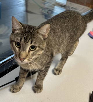 Rescue Domestic Short Hair Cats for Adoption in Rowlett, Texas - Travis | PetCurious