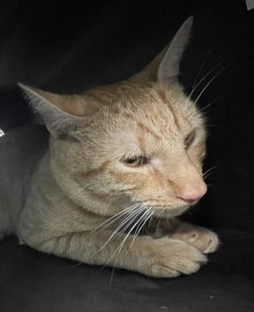 Maushi -  Domestic Short Hair Cat for Adoption - Maushi | PetCurious