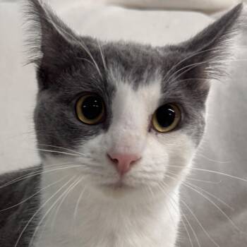 Bizkit -  Domestic Short Hair Cat for Adoption in Auburn, Nebraska - Bizkit | PetCurious