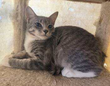 Knox -  Domestic Short Hair Cat for Adoption in Hudson, New York - Knox | PetCurious