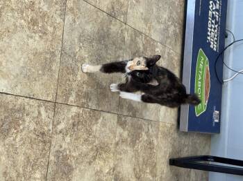 Rescue Domestic Short Hair Cats for Adoption in Seminole, Oklahoma - Sarah | PetCurious