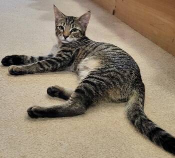 Fitz -  Domestic Short Hair Cat for Adoption in Sayreville, New Jersey - Fitz | PetCurious