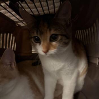 Cindy -  Domestic Short Hair Cat for Adoption in Davenport, Iowa - Cindy | PetCurious