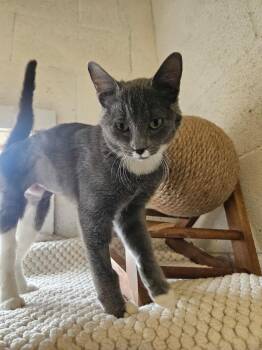 Kai -  Domestic Short Hair Cat for Adoption in Ontario, California - Kai | PetCurious