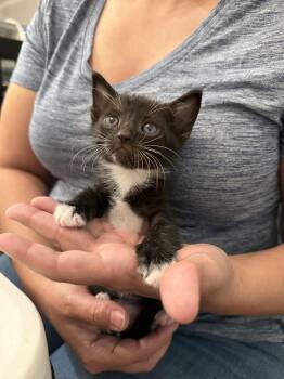 Domestic Short Hair Cats Available for Adoption in Camden, South Carolina - Benz (Available For Pre-adoption) | PetCurious