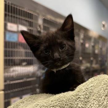 Penne -  Domestic Short Hair Cat for Adoption in Richmond, Virginia - Penne | PetCurious