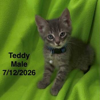 Teddy -  Domestic Short Hair Cat for Adoption in League City, Texas - Teddy | PetCurious