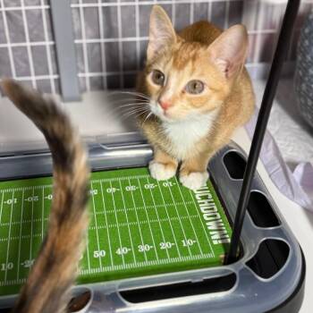 Domestic Short Hair and Abyssinian Cats Available for Adoption - Kisses | PetCurious