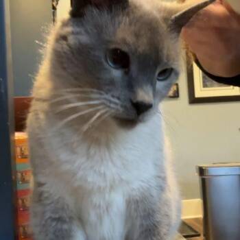 Kylee Kitty -  Siamese Cat for Adoption in Tipp City, Ohio - Kylee Kitty | PetCurious