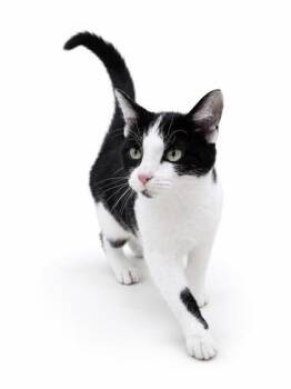 Pretzel -  Domestic Short Hair Cat for Adoption in Bowling Green, Kentucky - Pretzel | PetCurious