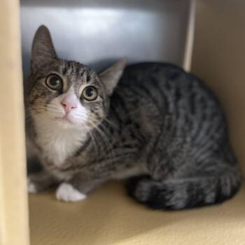 Azzi -  Domestic Short Hair Cat for Adoption in Norwalk, Connecticut - Azzi | PetCurious