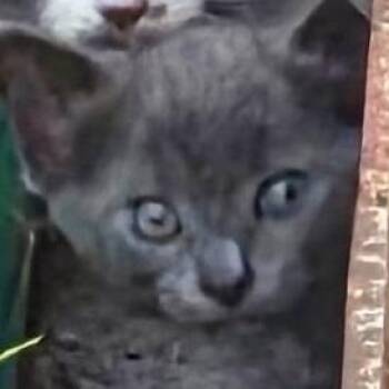 Goose -  Domestic Short Hair Cat for Adoption in West Palm Beach, Florida - Goose | PetCurious
