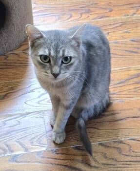 Virginia -  Domestic Short Hair Cat for Adoption in Guelph, Ontario - Virginia | PetCurious