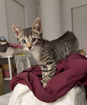 Haiku (Bonded to Kimi) -  Domestic Short Hair Cat for Adoption in New York, New York - Haiku (Bonded To Kimi) | PetCurious